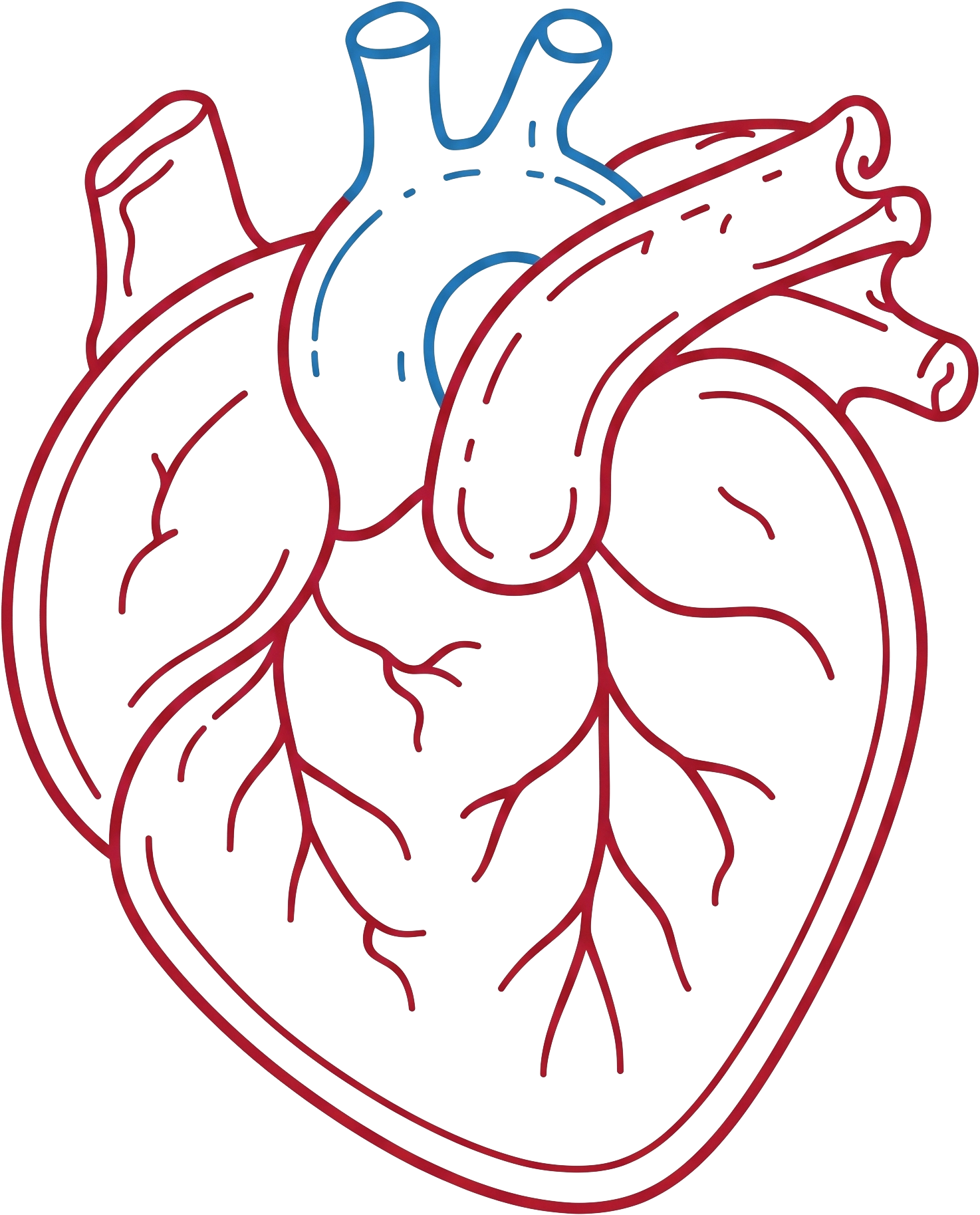 Anatomical heart