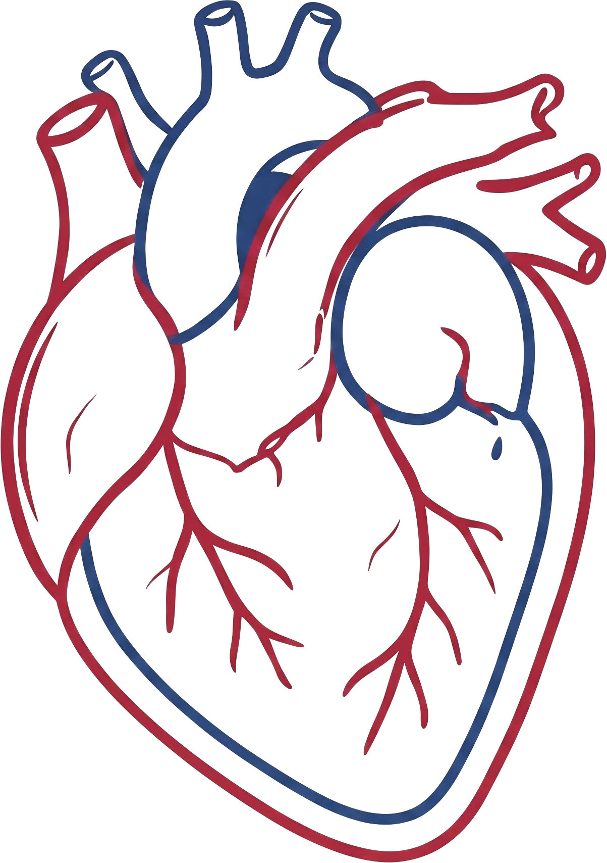 Anatomical heart